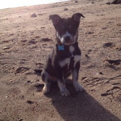 Miko #sistersdog #husky #black #white #lake #love