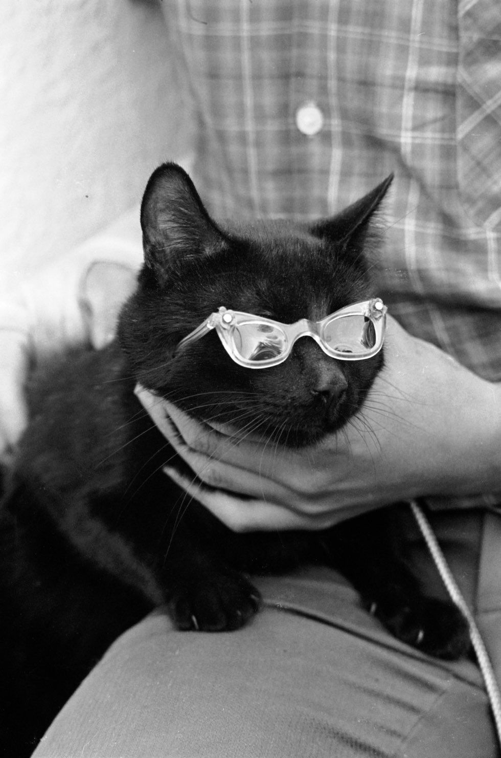 bookmania:  butw0rldenough:  Black cat auditions photographed for Life Magazine,