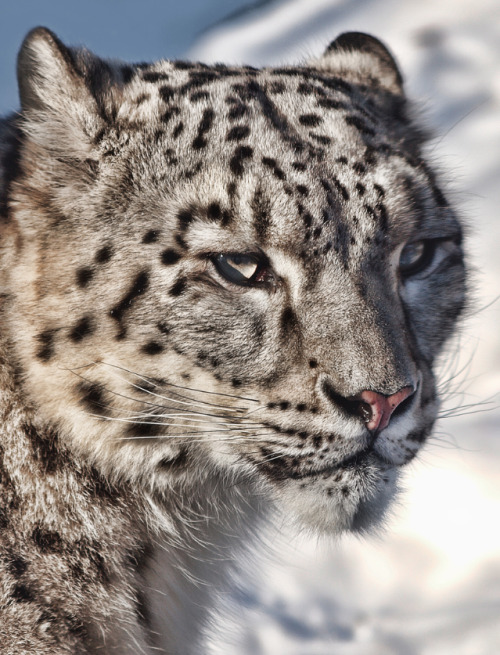 anythingfeline:  Portrait - Johanne Dauphinais 
