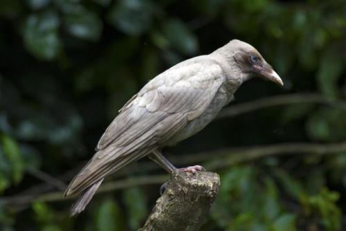 end0skeletal-undead: Leucistic Carrion Crow by Steve-FraserUK Leucism is a genetic condition in