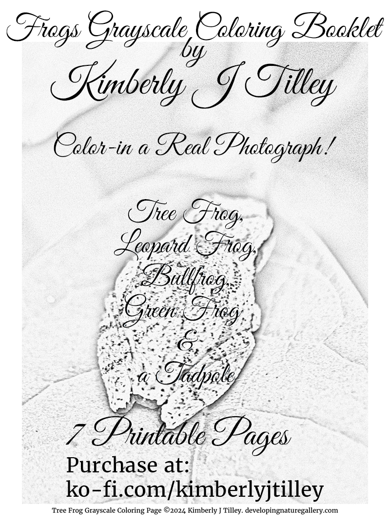 Frogs Grayscale Coloring Booklet by Kimberly J Tilley. 7 printable coloring pages of a bullfrog, a green frog, a tree frog, a leopard frog and a tadpole. $3.50 at ko-fi.com/kimberlyjtilley