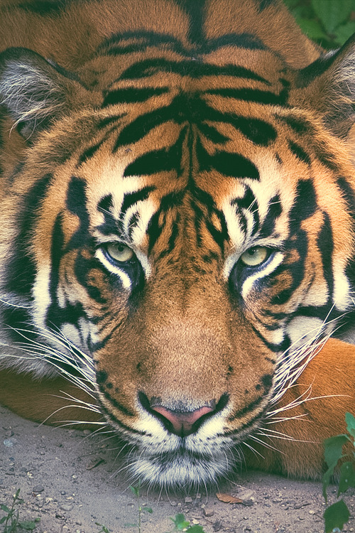 russianoligarch:  Beautiful Tiger by Phil Gastwirth