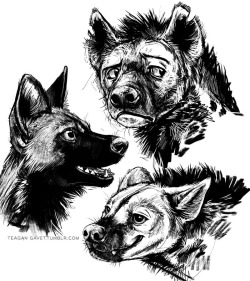 teagangavet:  Some hyenas and an African wild dog I sketched yesterday–trying to get back into the swing of art after working on less-drawing/more-typography stuff. That top one kind of sums up how I feel about sketching right now. ;P 