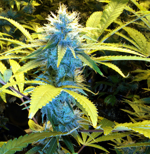 The Cannabis Queen