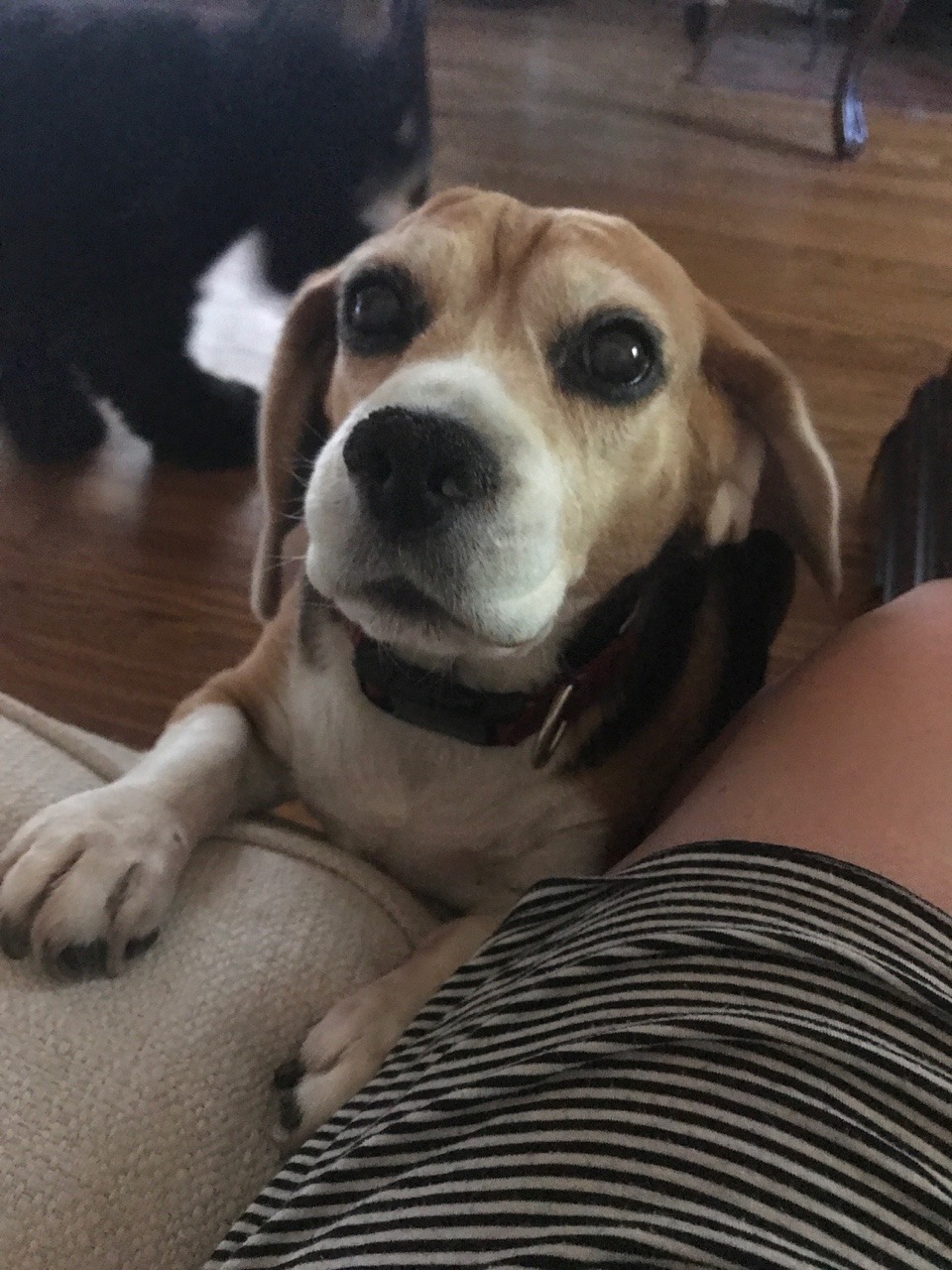 Ayy, I heard you like puppers with grey faces (This is my other one , a girl named