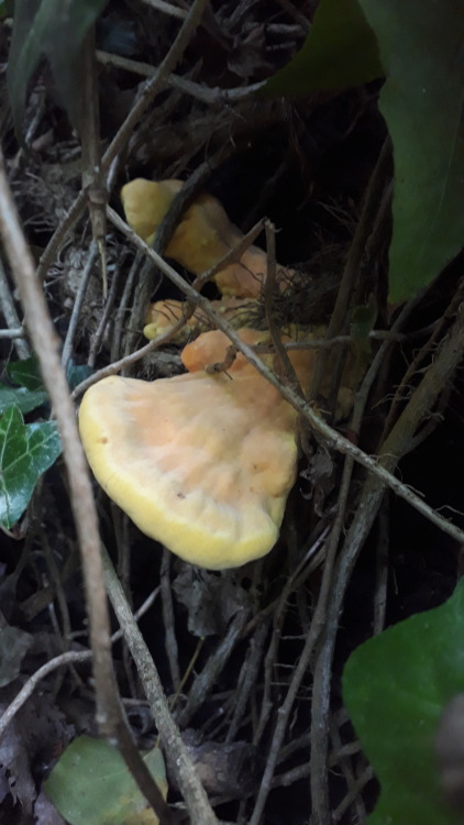 Cambridge, UK, May 2022Chicken of the woods (Laetiporus sulphureus)My absolute faves! The young lobe