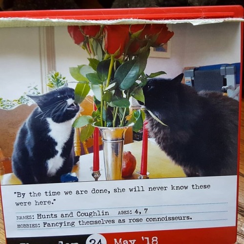 Our kids have been in the #BadCat2018 calendar a lot! Here&rsquo;s Elvira and the the late Obsid