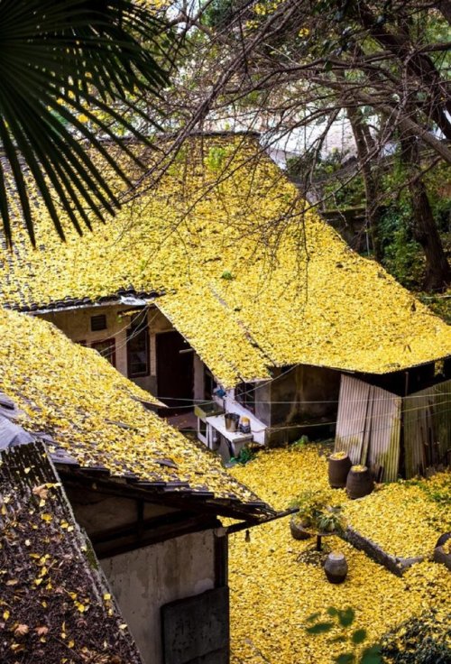 fuckyeahchinesegarden:银杏庭院Ginkgo leaves in a Chinese courtyard.