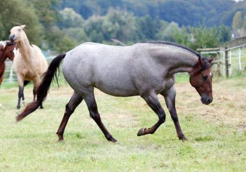 Custom Cash In RoanCustom Crome x Cash In RoanQuarter Horse, MareBorn 2010