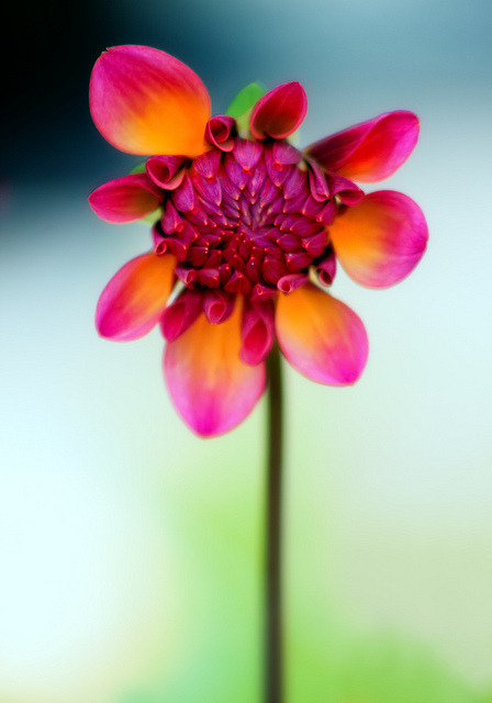 blooms-and-shrooms:  Life in the greenhouse 3 by alan shapiro photography on Flickr.