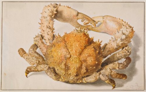 Jan van Huysum, A crab, 1682-1749. Watercolour. Amsterdam. Via Städel Museum