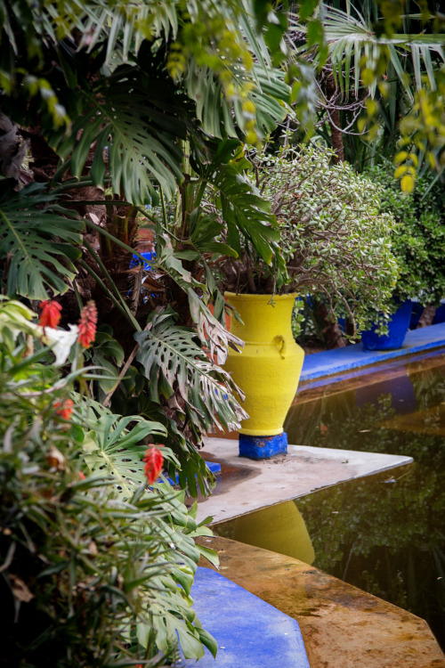 shevyvision:  the famous majorelle blue of the majorelle gardens of marrakech this is morocco! 