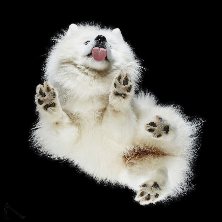 transvegetarian:  culturenlifestyle: Photographer Captures the Underbelly of Dogs
