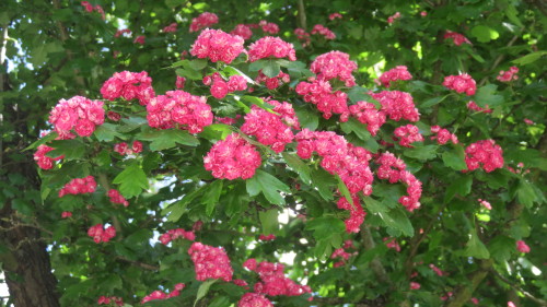 Flowers, Sandomierz