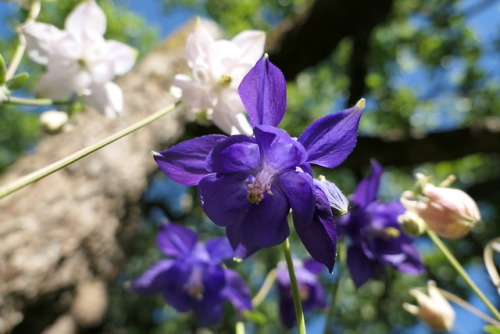 Aquilegia vulgaris — European columbine