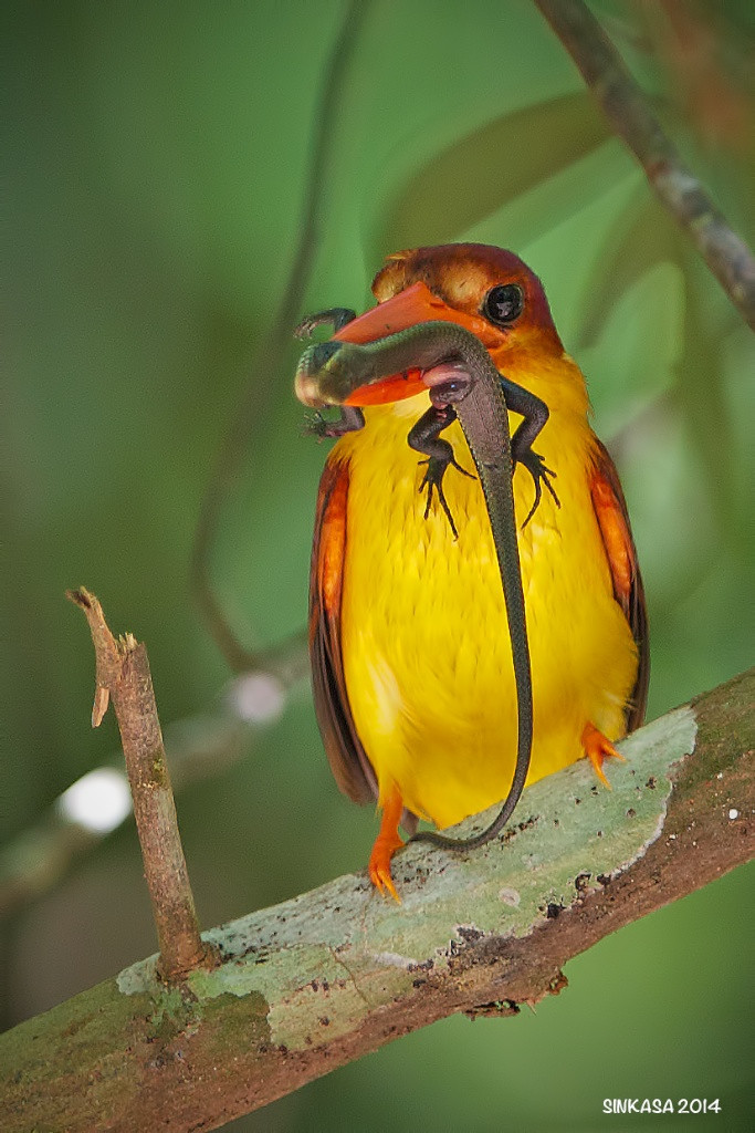 llbwwb:  (via 500px / Rufous Backed King fisher with Skink for lunch by Richard Lim)