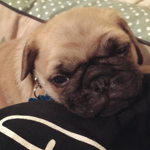 nympheminist:  lost-lil-kitty:  lost-lil-kitty:  Expect so many pug pictures from me now!  @nympheminist  !!!!!!!!!!