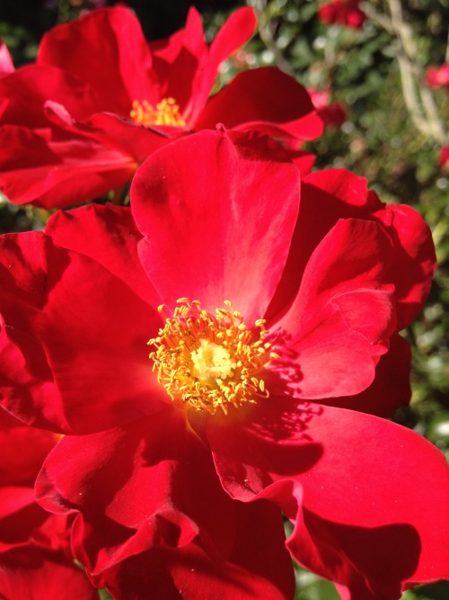 red flower