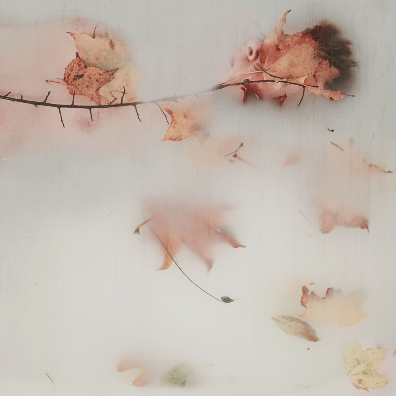 sean-clancy:  Shedding skin (2014) by Seanen Middleton on Flickr. 
