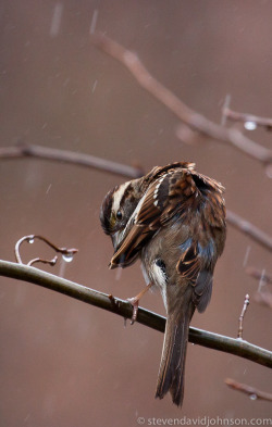 funkysafari:  Song Sparrow by Steven David