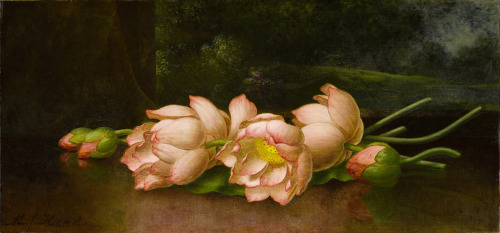 Lotus Flowers with a Landscape Painting in the Background, Martin Johnson Heade, between 1885 and 19