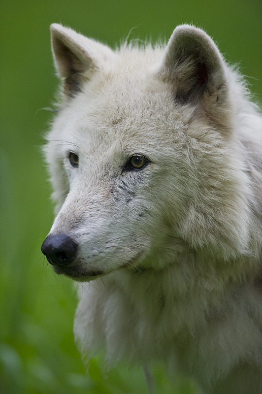 eidolonland:  White Wolf 14 by Dan Newcomb Photography  