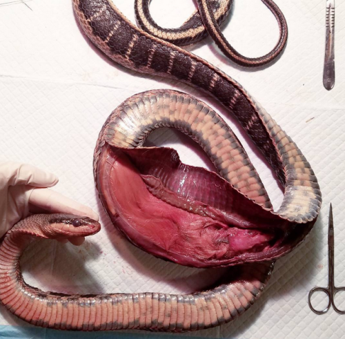 cephalopodaparadoxa:Snake Dissection