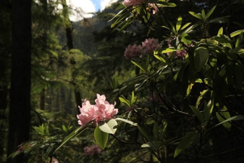 burningmine:Rhododendrons at Dosewallips, June 2018