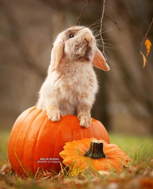 adorable-bunnies: ❤️ Goodnight @a-cunning-linguist-13