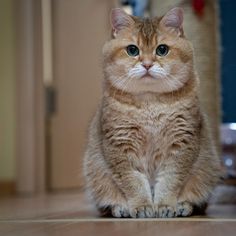 面白い画像 Explore Tumblr Posts And Blogs Tumgir 面白い画像 Explore Tumblr Posts And Blogs Tumgir