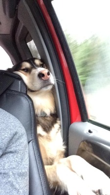 awwww-cute:  Love me some car rides