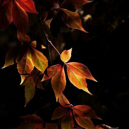 lakefaerie: The season of the soul 🍁🍂✨
