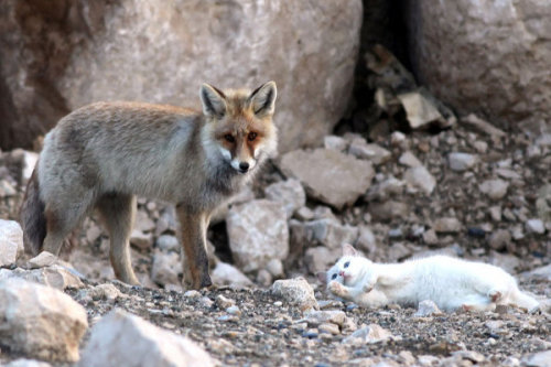 XXX eviternal:   A cat and fox became two unlikely photo