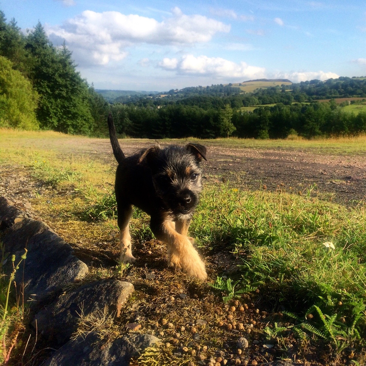handsomedogs:  Tess, border terrier, 13 weeks old :)