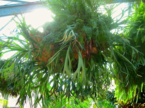This hanging basket of staghorn and other ferns was about six feet across.