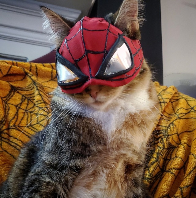 Spider-Cat, Spider-Cat, does whatever a Spider-Cat 
