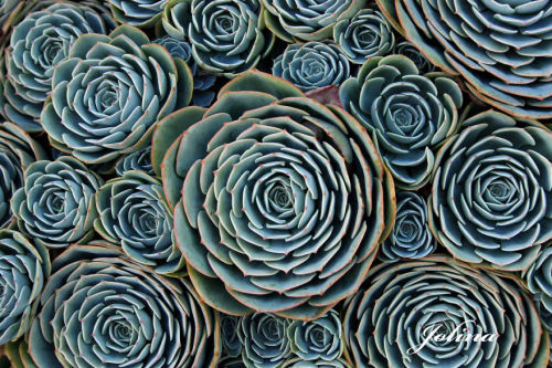 sa-waai:mayahan:Photos Of Geometrical Plants For Symmetry Lovers Sacred Geometry