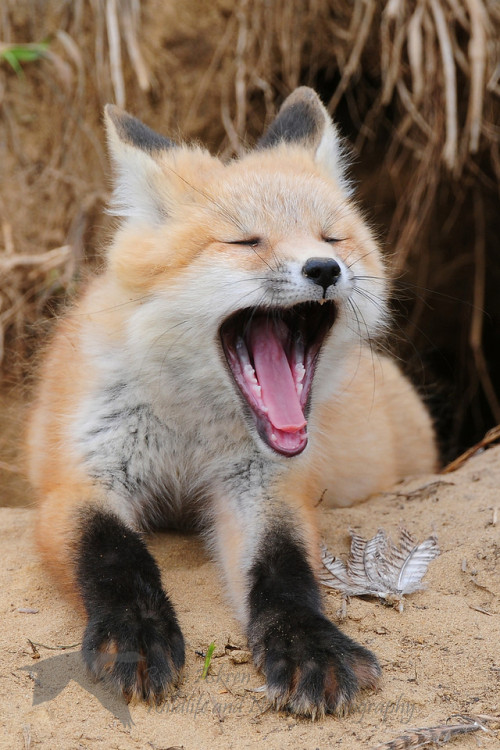 everythingfox: Fox Yawn Compilation : Heinz Buls, William Doran, Ryan Askren