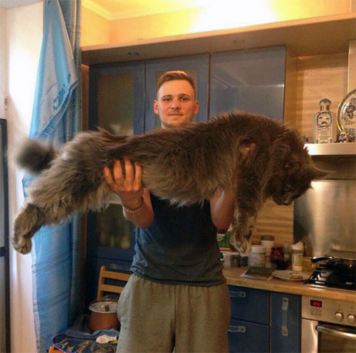 50plusotaku:awesome-picz:Maine Coon Cats That Will Make Your Cat Look Tiny.WantAw. I want a lion, to