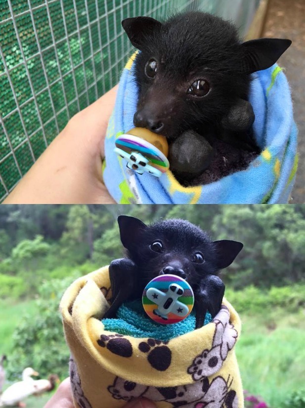 awwww-cute:  A baby bat with an airplane pacifier (Source: http://ift.tt/1X67sG6)