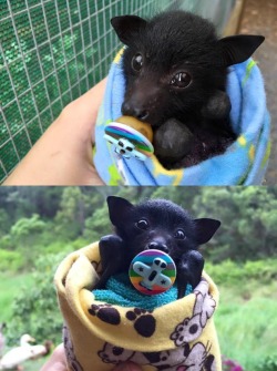 awwww-cute:  A baby bat with an airplane