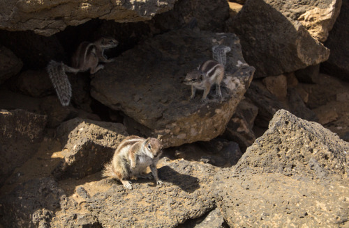 Chipmunks living on the beach in Cotillo, Fuerteventura.