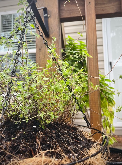 Late Garden Update. My Garden Brought Me A Lot Of Joy This Summer. Working Solely Remote With Work And