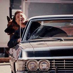 saltnburned:  Dean + Colonel  [[I had a GSD we had to give away this last Sunday :(]]