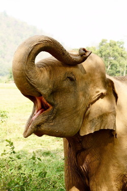 pandacake:  A rescued elephant living out