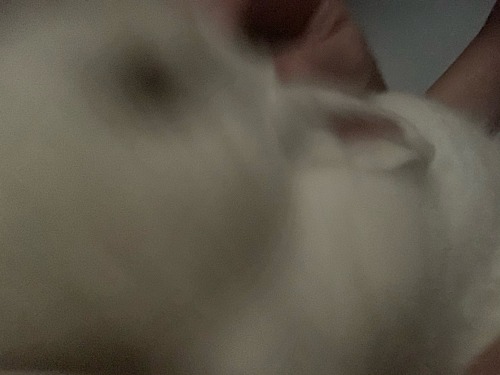 Proof My 4lb Rabbit Is Fuckin Possessed