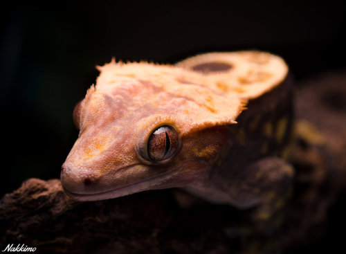 end0skeletal:Correlophus ciliatus (crested gecko) by nakkimo