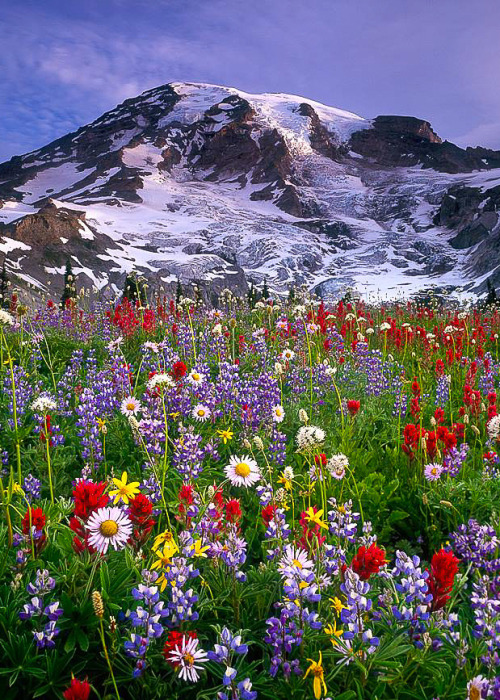 coiour-my-world:Mt Rainier National Park, Washington, USA || cornforthimages