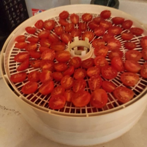 Drying tomatoes. #garden #gardensofinstagram #foodpreservation https://www.instagram.com/p/BnUQBJsga