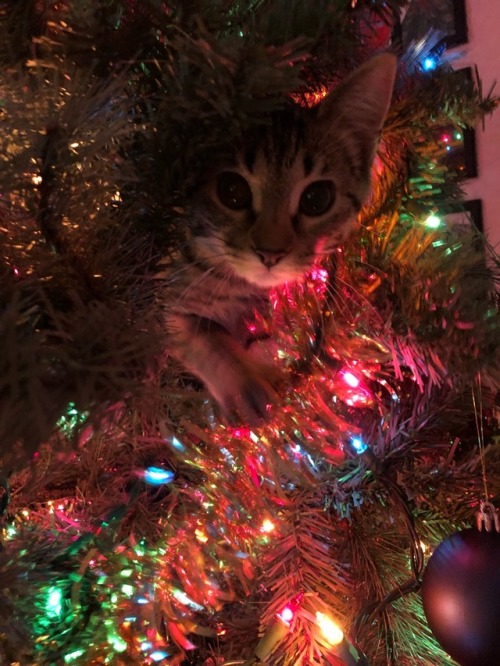 It’s Eleven’s first Christmas, and she loves the tree. ❤️(submitted by @doyoulikethati)